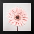 thumbnail image 2 of Frank, Assaf 20x20 Black Modern Framed Museum Art Print Titled - Gerbera Flower - FTBR-1926, 2 of 5
