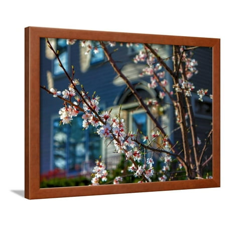 Cherry Blossoms in Small Town America Framed Print Wall Art By