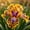 A, variant on Variegated Blue Iris Rhizomes‑Residential Ornament‑Lovely Gift Yard‑Blossom Annually‑(Non‑Artificial)
