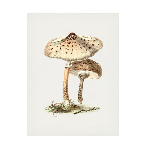 Trademark Fine Art Pictufy  Hand Drawn Parasol Mushroom Canvas Wall Art