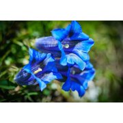 15 Blue STEMLESS GENTIAN Gentiana Acaulis Kochiana Flower Seeds
