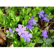 Classy Groundcovers, Periwinkle 'Traditional', Periwinkle, Creeping Myrtle (50 Bare Root plants)