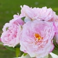 thumbnail image 3 of Enova Home Artificial Silk Peony Faux Flowers Arrangement in Round Ceramic Pot for Home Office Wedding Decoration (Pink), 3 of 4