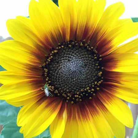 Murano Millefiori Flower Ring - Sunflower Flower Garden Seeds - Ring of Fire -100 Seeds - Annual Wildflower Gardening Seeds - Sun Flower