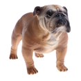 thumbnail image 2 of Perros realistas//animales marinos modelos estatuilla juguetes coleccionables regalo Zulema Juguete de la figura animal, 2 of 8