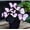 Hosta-E, variant on 500 Butterfly Hostas For Planting Cultivation-(Non-Artificial)-Bloom Year After Year-Fast Growing, Home Decoration-Beautiful Gift