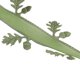 thumbnail image 3 of Cinta de 1,6 pulgadas de ancho para papel de regalo, cinta sólida en forma de hoja para decoración de bodas, color verde, 3 of 8