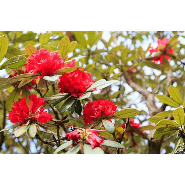 20 Seeds -Rhododendron arboreum -Profusion of Large Red ...
