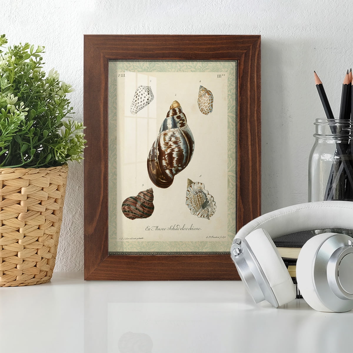 Bookplate Shells VII - Framed Print w/glass - Chestnut