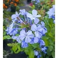 thumbnail image 6 of Plumbago Imperial Blue Plants  40 Live Seedlings  Plumbago Auriculata  Perfect for Bright Garden Displays  Hardy & Low Maintenance, 6 of 9