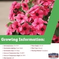 thumbnail image 2 of Harris Seeds Tattoo Raspberry Vinca Annual Periwinkle, Flower for Full Sun Gardens and Containers, 25 Count, 2 of 7