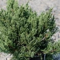 thumbnail image 2 of Parson's Juniper - Juniperus squamata expansa 'Parsonii', 2 of 6