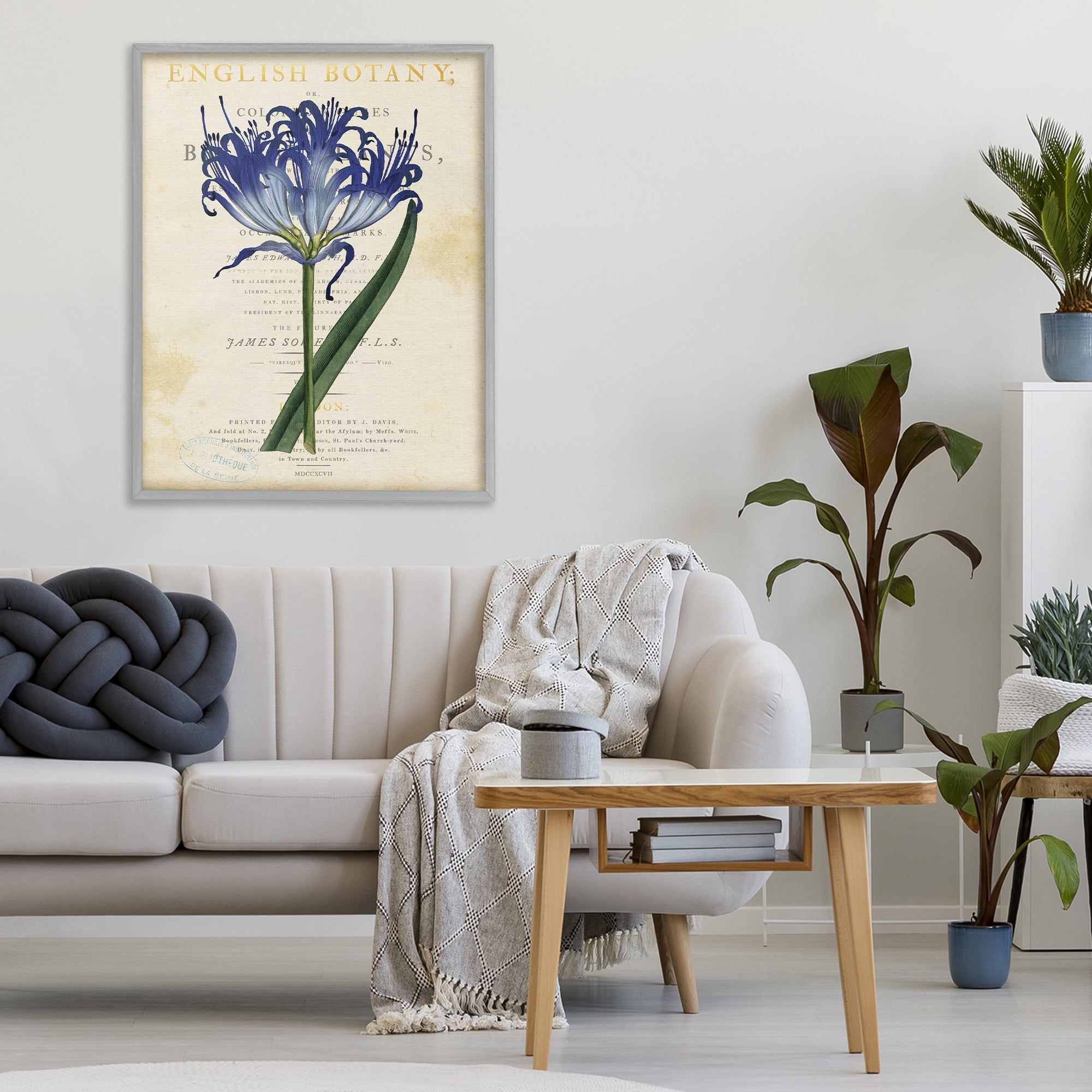 Stupell Industries English Botany Blue Floral Gray Framed Giclee Art, design by Susan Arnot