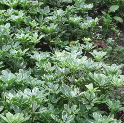Pachysandra Terminalis Silver Edge 50 Bare Root Plants Walmart Com Walmart Com