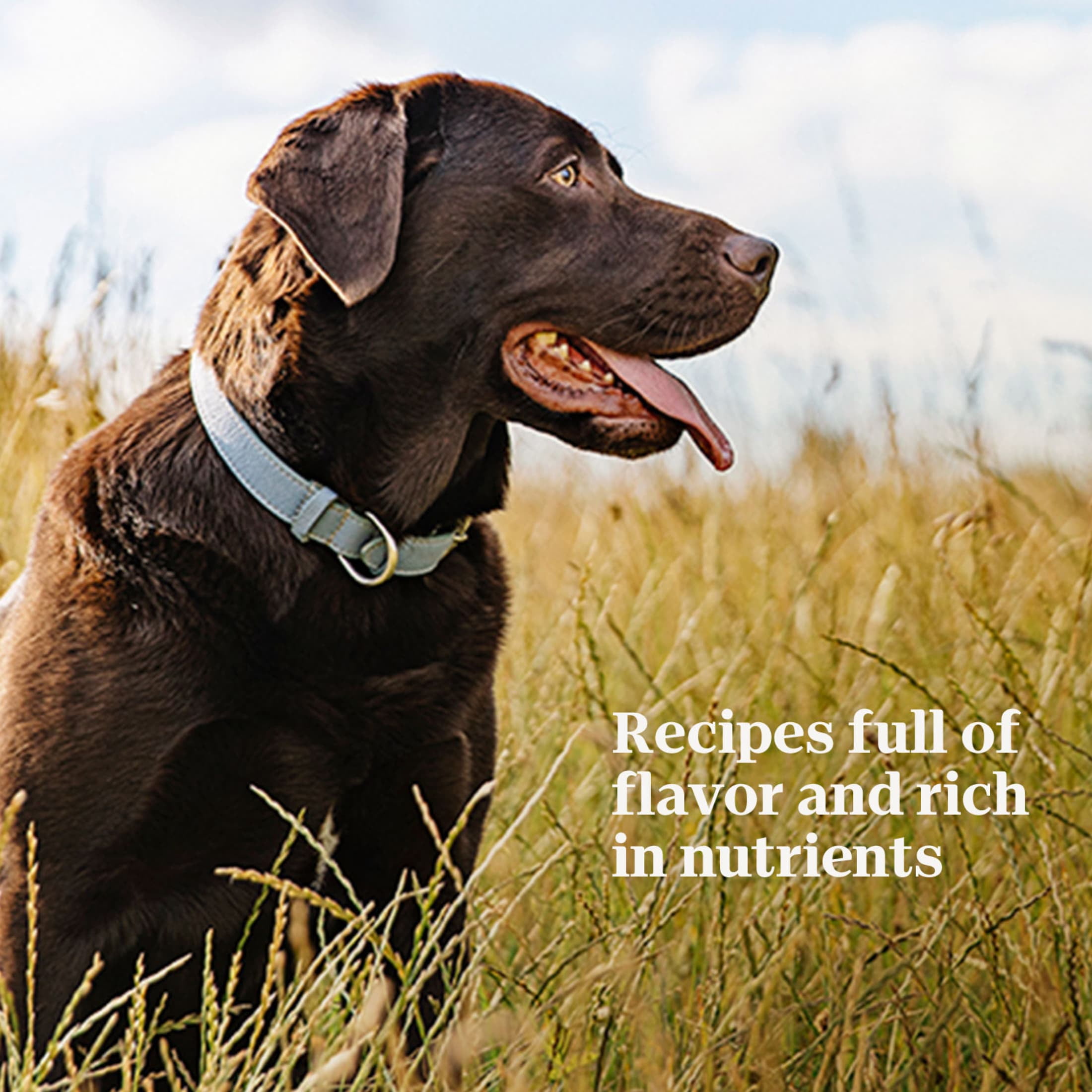 (6 pack) Nutro Cuts In Gravy Tender Chicken, Sweet Potato & Pea Stew Natural Wet Dog Food, 3.5 Oz Tray