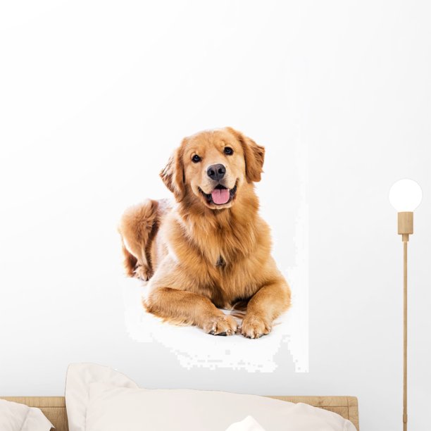 Golden Retriever Wall Mural by Wallmonkeys Peel and Stick Graphic (18