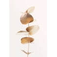 thumbnail image 2 of Artographie Studio 13x18 White Modern Wood Framed Museum Art Print Titled - Eucalyptus Gold No 06, 2 of 4