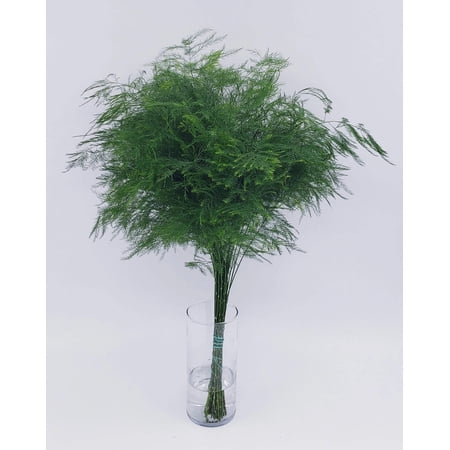 Real Touch Flowers - Fresh & Natural Tree Fern - 1 Bunch (20 Stems)
