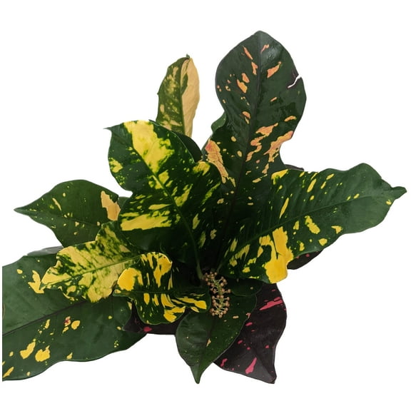 Magnificent Croton - Colorful House Plant - 4" Pot