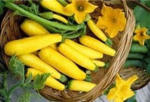 Squash Early Prolific Straightneck Garden Heirloom Vegetable 100 Seeds