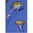 thumbnail image 1 of Great BIG Canvas | Rolled Erin Berzel Poster Print entitled Jellyfish I, 1 of 4