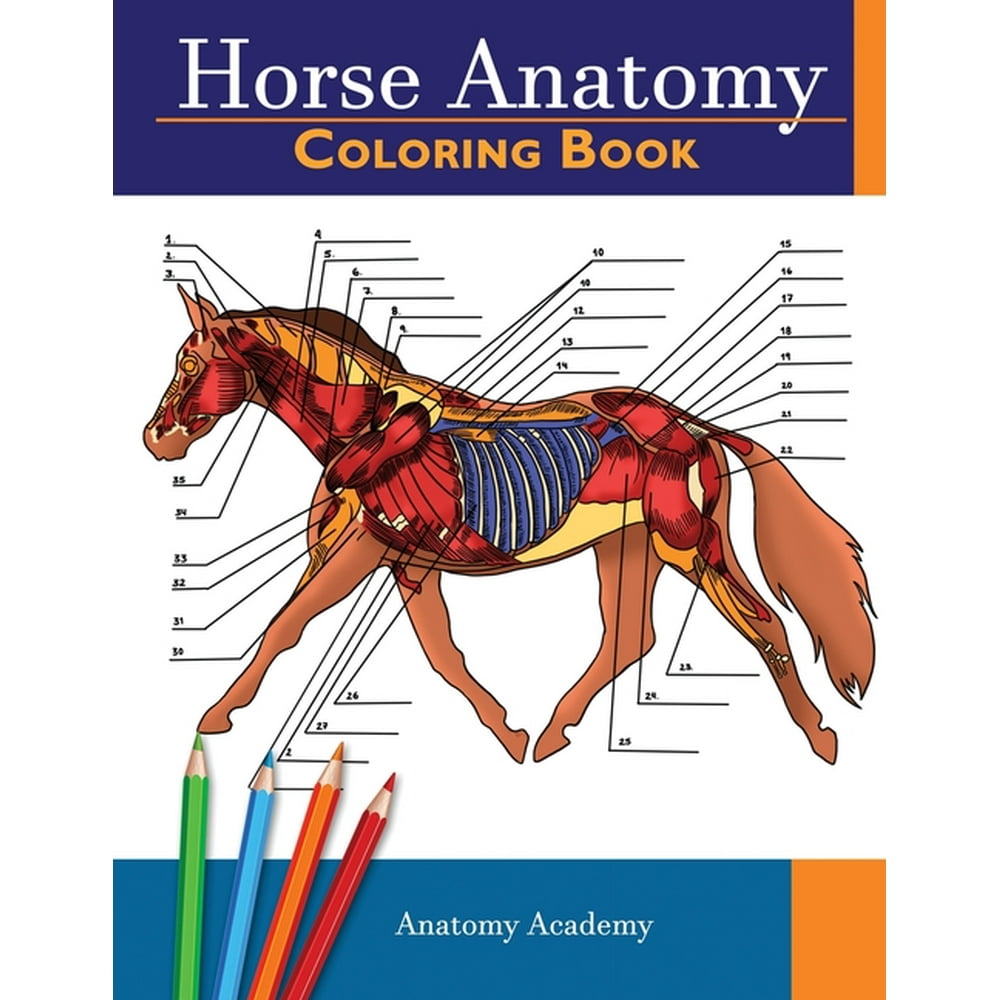 Horse Anatomy Coloring Book Incredibly Detailed SelfTest Equine