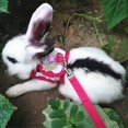 thumbnail image 5 of TUEUIO1，Flexible Rabbit Leash Harness Vest Comfort For Small Animal Guinea Pig Running - Snngv, 5 of 5