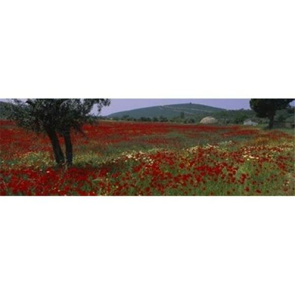 Panoramic Images PPI73100L Red poppies in a field Turkey Poster Print by Panoramic Images - 36 x 12