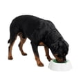 thumbnail image 3 of One Paw, Cooling Dog Bowl, Large, Refreshing, Green, for Dogs and Cats, 3 of 7