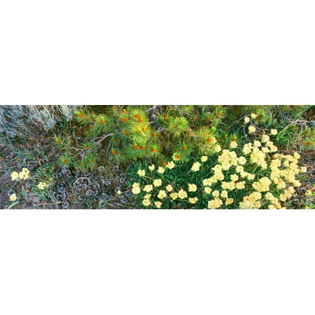 Lodgepole Cone (Lodgepole Pine bough with new cone formation overseas Sulphurflower Buckwheat in bloom Grand Teton National Park Wyoming USA Poster)