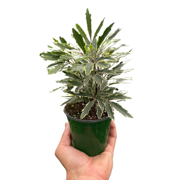 Aralia 'Bianca', 3" Pot, Indoor Houseplant, Easy Care, Live Plant for Indoor & Outdoor