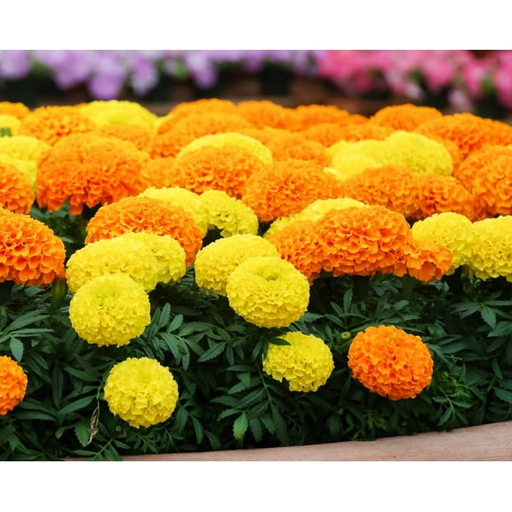 Marigold Cracker Jack Seeds for Planting - 1,000  Seeds - Beautiful Multi Colored Flowers