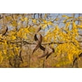 thumbnail image 2 of CZ Grain Honey Locust Tree Plant Seeds for Planting, 2 of 3