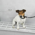 thumbnail image 2 of Master Equipment Professional Grade Raised Bath and Grooming Tub Rack for Pets, 2 of 4