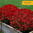 thumbnail image 5 of Costa Farms 1-Qt Red Mums Chrysanthemum, Full Sun, Outdoor Live House Plants, Grow Pot 8-Pk, 5 of 8