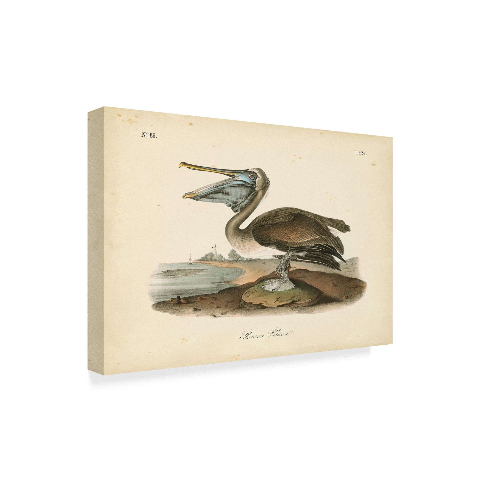 Trademark Fine Art 'Audubons Brown Pelican' Canvas Art by John James Audubon