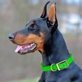 thumbnail image 5 of W 1.5" L 16-28 inch  Viper Biothane Waterproof Collar - Brass Hardware, 5 of 38