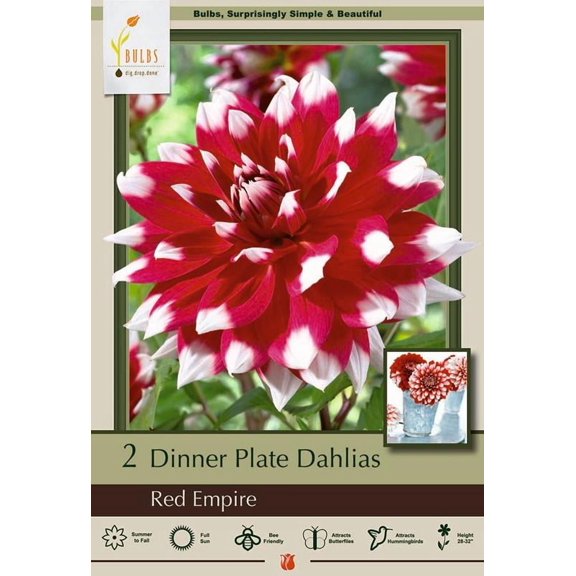 Red Empire Decorative Dahlia - 2 Bulb Clumps