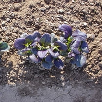 Mustard Seeds - Red Komatsuna - Hybrid - 2 g Packet ~720 Seeds - Non-GMO, F1 Hybrid - Asian Garden Vegetable & Herb Gardening