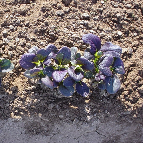 Mustard Seeds - Red Komatsuna - Hybrid - 2 g Packet ~720 Seeds - Non-GMO, F1 Hybrid - Asian Garden Vegetable & Herb Gardening