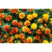 Seedville 300 Safflower Flower Seeds, Carthamus Tinctorius, Yellow-Orange