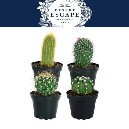 Costa Farms Desert Escape Live Indoor 7in. Tall Green Cactus; Bright, Direct Sunlight Plant in 4in. Grower Pot, 4-Pack