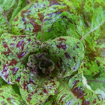 Freckles Romaine Lettuce Garden Seeds - 1 g Packet ~900 Seeds - Non-GMO Vegetable Gardening Seeds - Salad Greens & Microgreens - Freckled