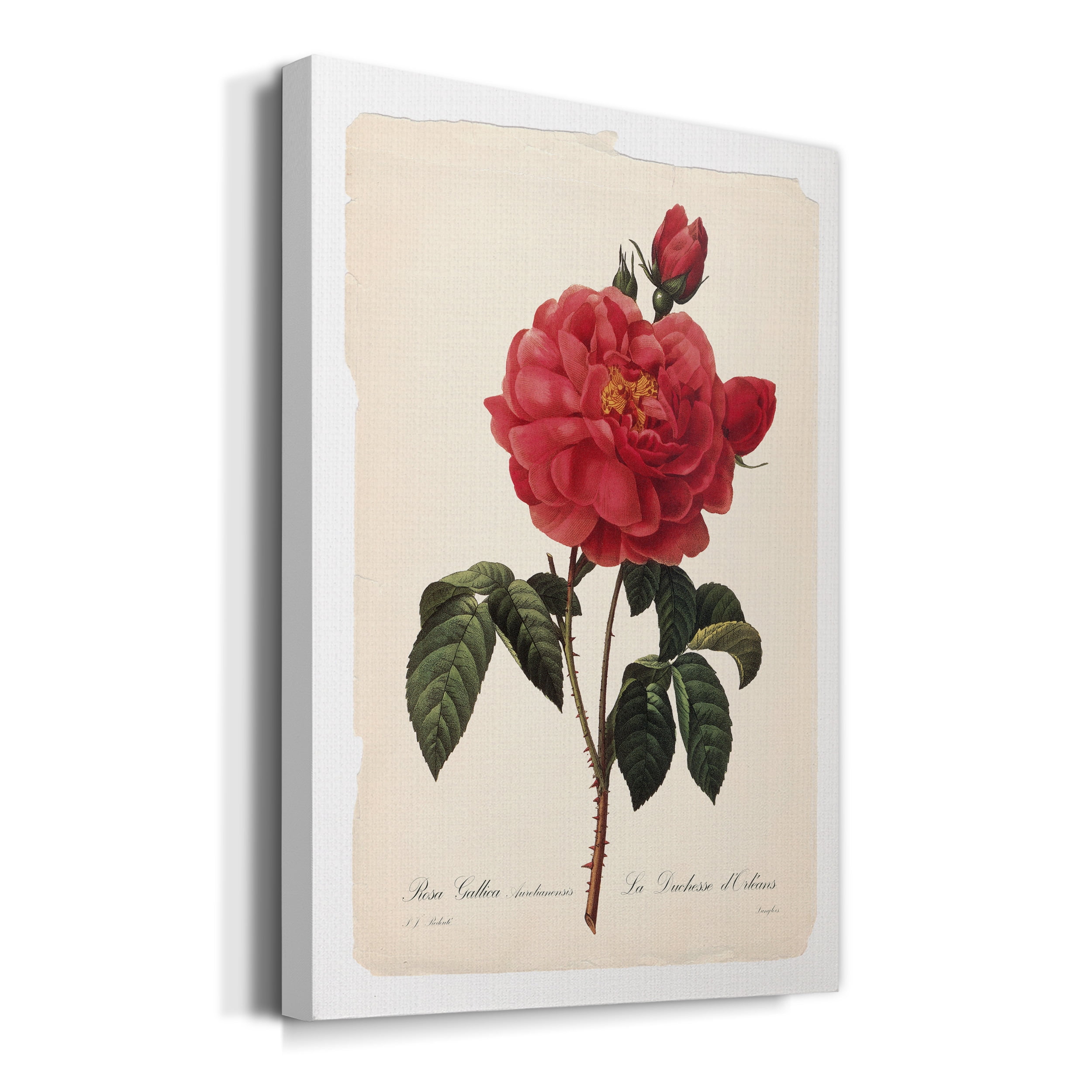 Red Botanical III Premium Gallery Wrapped Canvas - Ready to Hang - 8 x 12