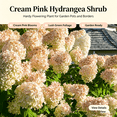 thumbnail image 2 of Hydrangea , Shade Plant for Gardens-Easy Grow-Low Maintenance-Ideal for Beds Borders, Plant Pots & Planters, 2 of 6