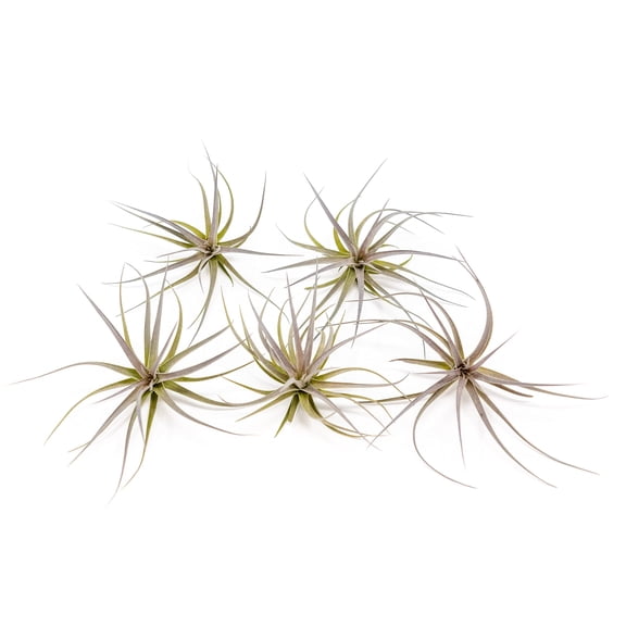 Air Plants Tenuifolia - Live Succulent House Plants - Available in Wholesale and Bulk - Home and Garden Decor - Easy Care Indoor and Outdoor Plants (Pack of 5)