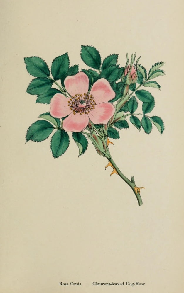 English Botany 1863