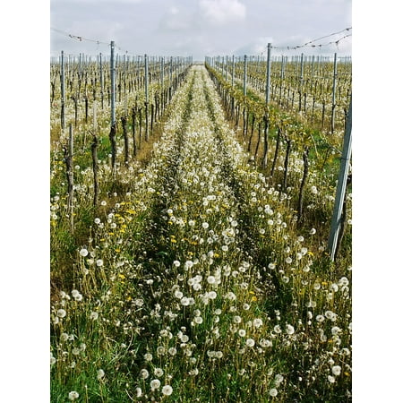 - LAMINATED POSTER Spring Upward Series Vineyard Natural Direction Poster Print 24 x 36