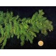 thumbnail image 1 of Planta de estanque de acuario viva de ceratophyllum, 1 of 1