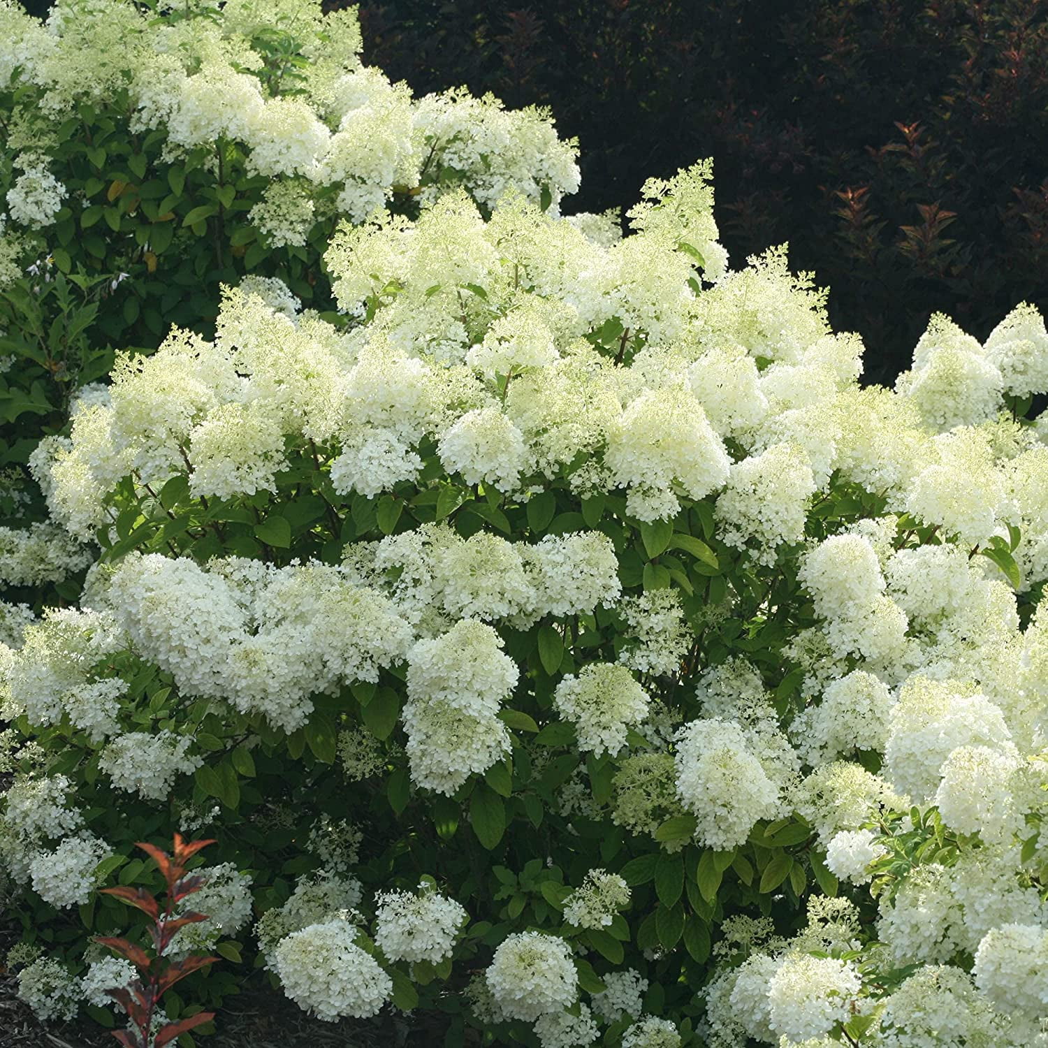 Proven Winners ColorChoice Bobo Hydrangea Live Shrub (2 Gallon)